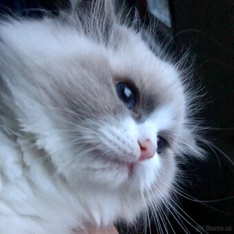 Ragdoll koťátka s PP - 2