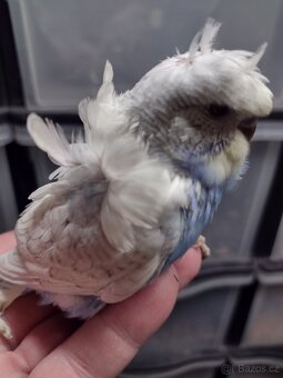 Andulky Hagoromo - 2