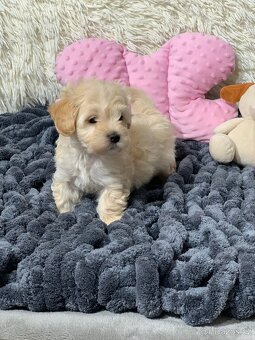 Maltipoo pudl - 2