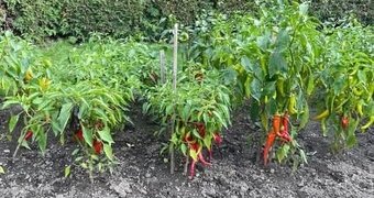 Chilli Kajensky pepř semena - 2