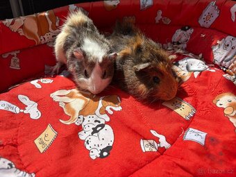 MORCE , MORČATA , MORČÁTKA 🐹 - 2
