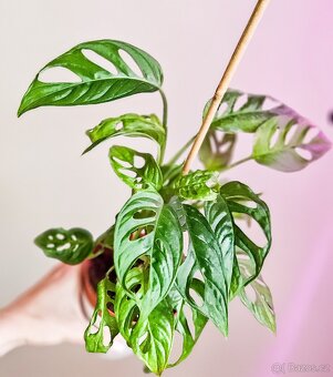 Monstera monkey musk - 2