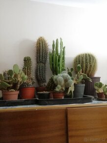 Kaktusy - 2