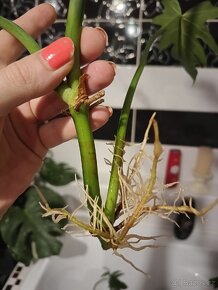 Philodendron mayo - 2
