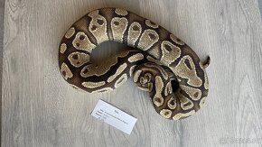 Krajta Královská , Python Regius - 2