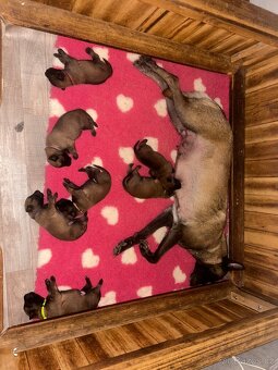 Belgický ovčák Malinois s PP - 2
