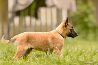 Belgický ovčák Malinois s PP - 2