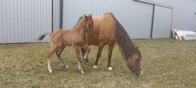 ČSP český sportovní pony červený plavák Hřebec KVH 135-140cm - 2