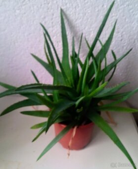 Aloe vera - 2