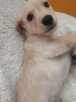 Štěňata labradora kříženci - 2