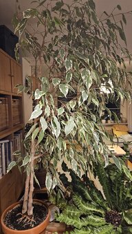 Pokojová květina Ficus Benjamina "Twilight" - 2