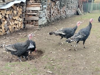 Krůty bronzové - 2