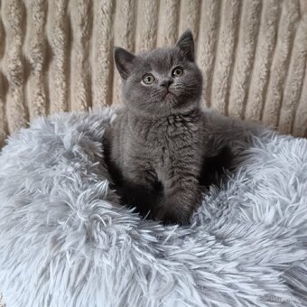 Britská koťata - 2