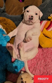 Americký stafordšírský teriér - 2