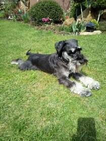 Malý knírač hledá nevěstu. - 2