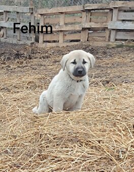 Kangal-štěňátka-pejsek-ihned k odběru - 2