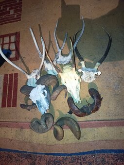 Prodám paroži a hlavy - 2