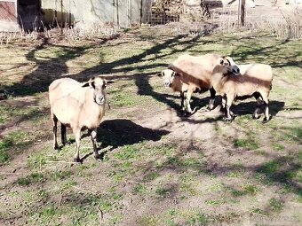 Kamerunské ovce - 2