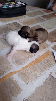 Shih-tzu - 2