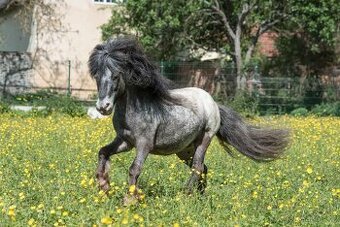 Připouštění Minihorse/minipony - 2