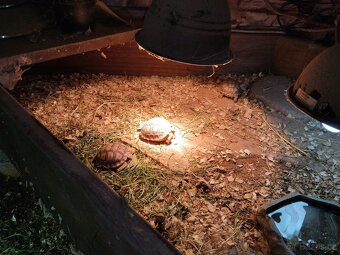 Zelva ostruhatá, sulcata - 2