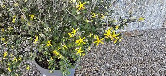 Corokia cotoneaster - 2