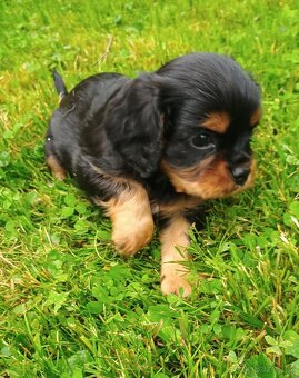 KAVALÍR KING CHARLES SPANIEL ŠTĚŇÁTKA S PP - 2