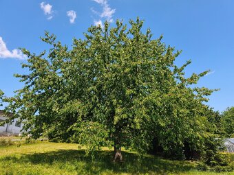 Třešně - 2