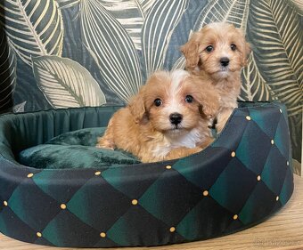 Maltipoo exkluzivní štěňátka - 2