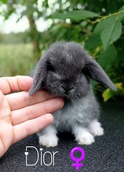 Zakrslý králíček Mini lop - 2