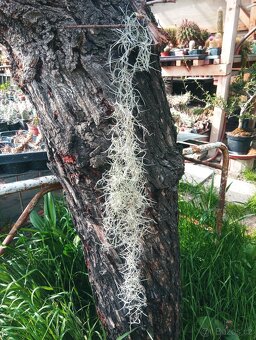 Tillandsia usneoides - 2