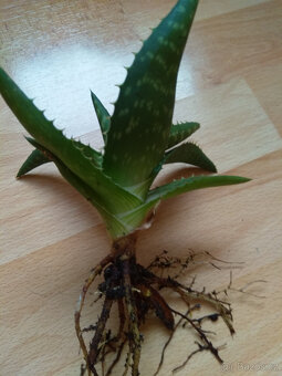 Aloe léčivka, sukulent,  sazenice prostokořenná - 2