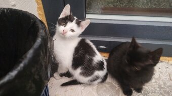 Kočička a kocourek,4 měsíce potřebují domov. - 2