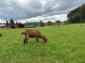 Koza Česká hnědá - 2