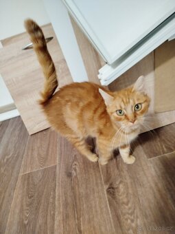 Daruji kočičku - 2