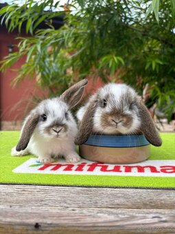 Mláďata zakrslých králíčků přímo od chovatele - 2