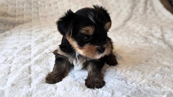 Jorkšírský teriér s PP FCI - 2