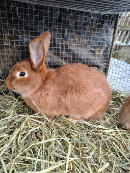 Králíci - samice - 2