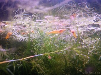 Krevetky Neocaridina - 2