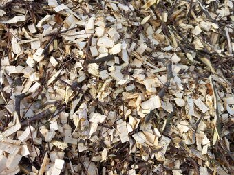 Prodám štěpku - 2