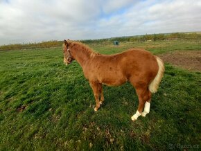 Krásná klisnička WPBR Pony B do sportu - 2