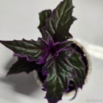 Gynura aurantiaca sadička - 2