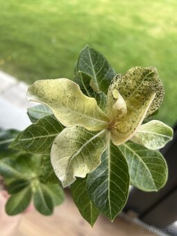 adenium obesum - rizky - 2