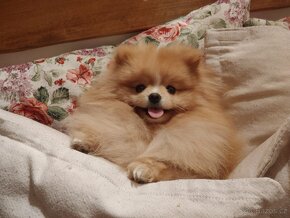Pomeranian s PP ke KRYTÍ - krémový (žádný prodej) - 2
