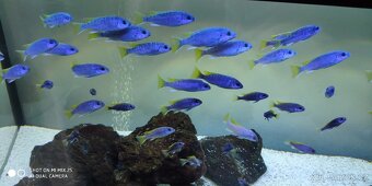 Akvarium JUWEL Rio 300 - 350 litrů + ryby Tlamovec 40kusů - 2