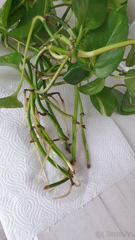 Potos-zakořeněné řizky - 2
