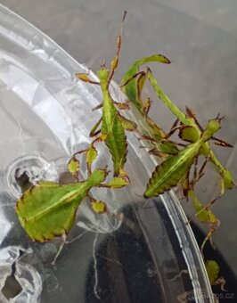 Lupenitky Tataba - 2