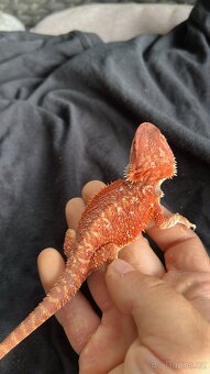 REZERVACE Agama vousata samec RED - 2