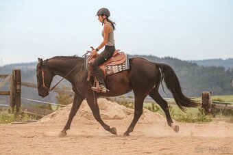 Valach 2020 kříženec Appaloosa - 2