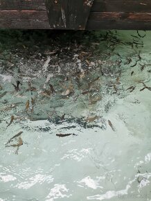 Násadové ryby pstruh jeseter a úhoř - 2